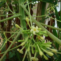 Carica papaya L.